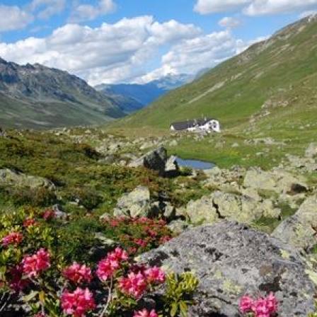 Wandern in der Silvretta: Blumenmeer