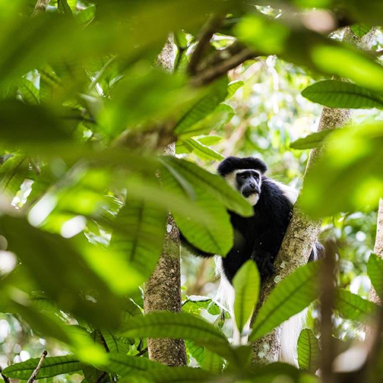 Kilimanjaro Affe