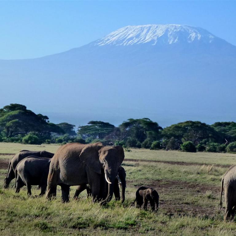 Kilimanjaro Besteigung: Elefanten im Amoseli Nationalpark mit Kilimandscharo