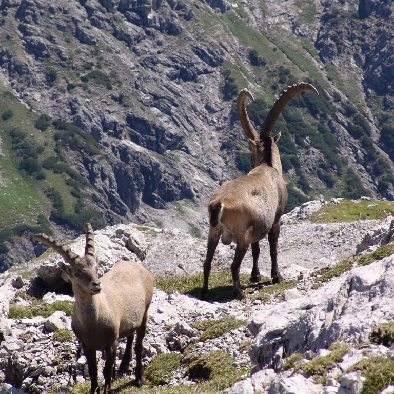 Heilbronner Höhenweg: Steinböcke