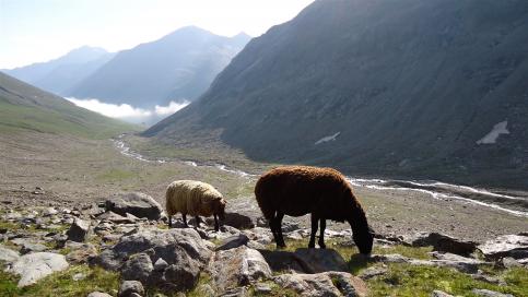 E5 Alpenüberquerung Bergschule Oberallgäu: Schafe im Niedertal