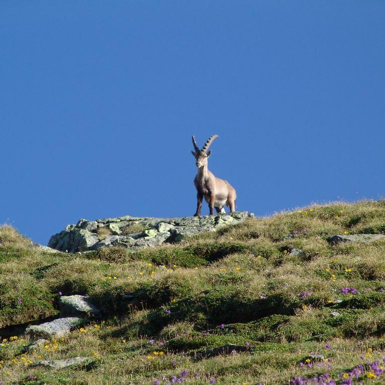 Alpenüberquerung E5 Oberstdorf-Meran: Steinbock am Pitztaler Jöchl